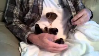 Cuddle Time With the Baby Chicks