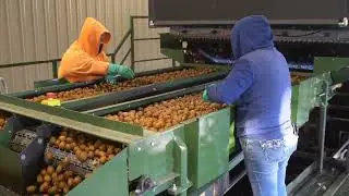 2020 Walnut Harvest with Wizard Manufacturing - Llano Seco Rancho, California
