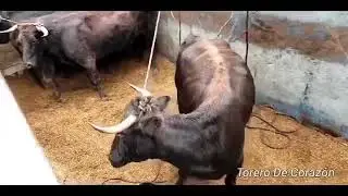 Ganaderia el Tablon sr Alfonso Silva Riobamba Ecuador