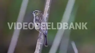 Midden Delfland Vogels rietzanger #2