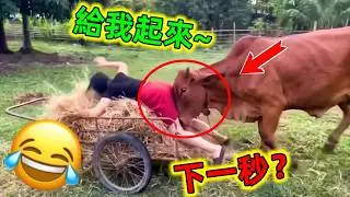 😂當人類遇上成精了的動物下一秒會發生什麼有趣的事情呢？動物成精了｜動物的迷惑行為 #動物搞笑視頻 #動物搞笑 #動物世界 #動物 #動物解說 #動物的迷過行為 #世界之最 #王宇觀地球