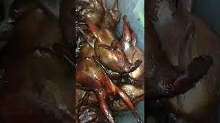 Always the freshest quail - home-made natural smoking