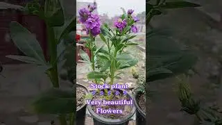 Stock Plant🪻🪻is a new member in Terrace Garden #gardening #shorts