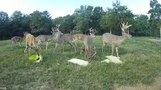 2 Year Old Bone Cam At Oak Creek September 7th