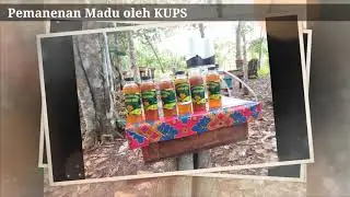 PEN Pangan Agroforestry,KUPS Lebah Madu LPHD Sigi,Kalteng