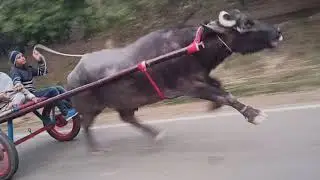 Part 2 jhota race /Raja Jhota /subscribe