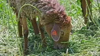 sheep is grazing in tall grass at sunny day, closeup front view