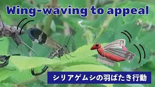 Wing-waving behaviors are used for conspecific display in the Japanese scorpionfly, Panorpa japonica