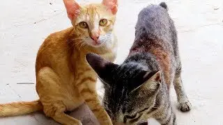 Khmer Cats- These Cats always together and make fun
