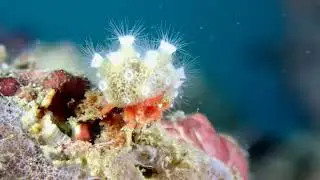 Lembeh, Misool (Indonesia) & Dauin (Philippines) - Diving (2024)