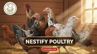 Nestify Poultry Farm Vlog # 1