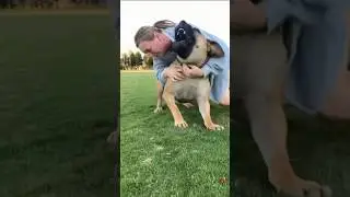 Boerboel Loves Play Tine with Her Owner #boerboel #repost #shortsvideo