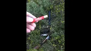 Thrush hunt cal 410 season 2020 - chasse grive au 410- Caccia a la Tordo cal 410- صيد سمن
