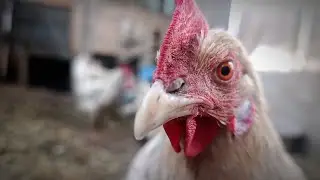 Calm Chicken Farm: Peaceful Winter Morning 🐔❄️