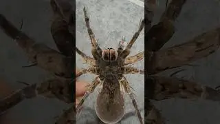 B&uuml;y&uuml;k B&ouml;cek Saldırdı ve 😱