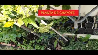 COSECHA DE COLIFLOR Y GERMINACION CON LA LUNA