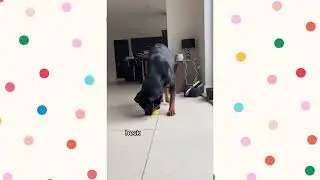 Funny Rottweiler Compilation