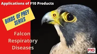 Birds of Prey Series:  F10 Products applications in Falcon Respiratory Diseases