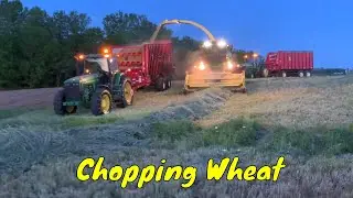 Chopping Wheat Silage - HUGE Windrows - Wheatlage
