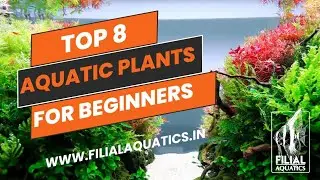 Top 8 aquarium plants for Begginer #fishtalk #plantedaquariums #top #filialaquatics