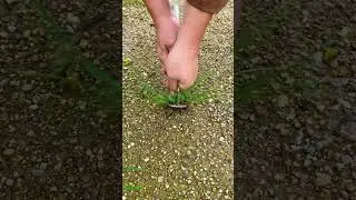 The process of pulling wild grass