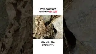 サソリを倒したのは&ldquo;小さな集団&rdquo;