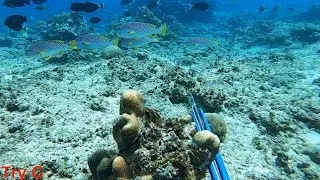 SPEARFISHING INDONESIA #58||Panah Ikan Di Air Bening Di Sarangnya Ikan