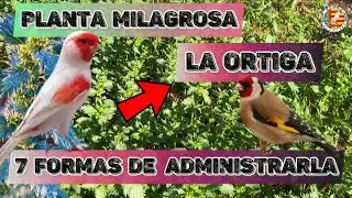 🌿КРАВИВА для КАНАРСКИХ и ДИКИХ 🐤7 СПОСОБОВ УПРАВЛЕНИЯ ✅100% НАТУРАЛЬНЫЙ ЭНЦЕЛЯТОР + ПРЕИМУЩЕСТВА