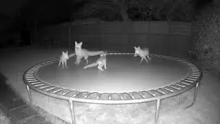 The Secret Life of Foxes on a TRAMPOLINE