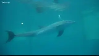 Clearwater Marine Aquarium welcome PJ the dolphin