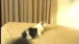 Cat Runs Into Wall! PWND BAD!