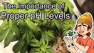 Growing Autoflowers | Ep. 10 (Why is Water pH Important?)
