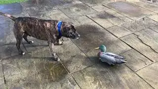 Staffie vs Decoy Duck