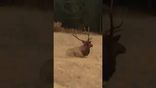 Beautiful #bull #elk chilling out at Rocky Mountain National Park @RockyNPS  I Think He&rsquo;s Camera Shy