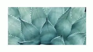 Succulent Plant Background🌿