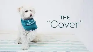 Dog Tricks Made Easy - The 