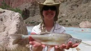 Conservation Connect:  Humpback Chub
