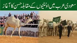 Camel Beauty Pageant Begins In Saudi Arabia | Daily Akhbar e haq