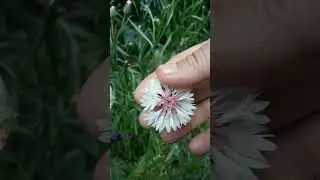 White cornflower, centory, starthistles, knapweeds, (Centaurea)