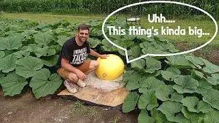 Quest for the Giant Pumpkin EP8