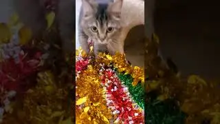 ❤️ Кошечка Пусечка ❤️  новогоднее настроение:) #cats #catslovers #animals #котики #пусечка