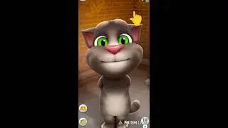 TALKING WITH TOM FUNNY CAT REACTION LIVE STREAM