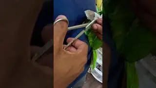 Parrot vs vet 😳🦜 Loud, dramatic, turn the sound ON 🔊 Would yours react like this #shorts #fyp