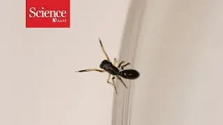 Этот паук выглядит (и ходит) как муравей