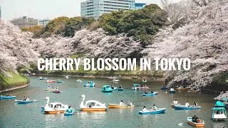 TOKYO JAPAN CHERRY BLOSSOM 千鳥 ヶ 淵 緑 道 の 桜 Chidorigafuchi Park 2022