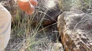Puff Adder: Encounter with One of South Africa's Most Venomous Snakes