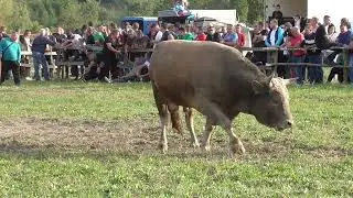 Zeko od Alića vs Lugo od Begića Vozuča 2023