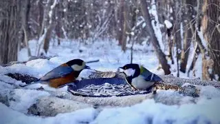 A Cold Winter Morning at the Feeder | Aggressive Great Tit Behavior (-8.6&deg;C / 16.5&deg;F)