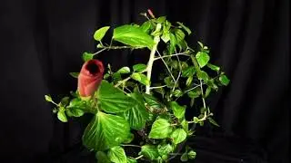 Hibiscus Double Bloom Time Lapse