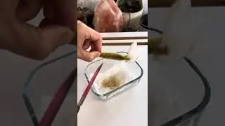 Orkide Çoğaltma